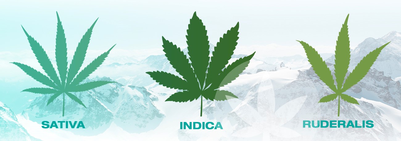 Ilustración de sativa, índica y ruderalis.