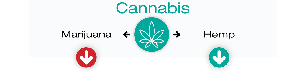 Subtypes of Cannabis Sativa