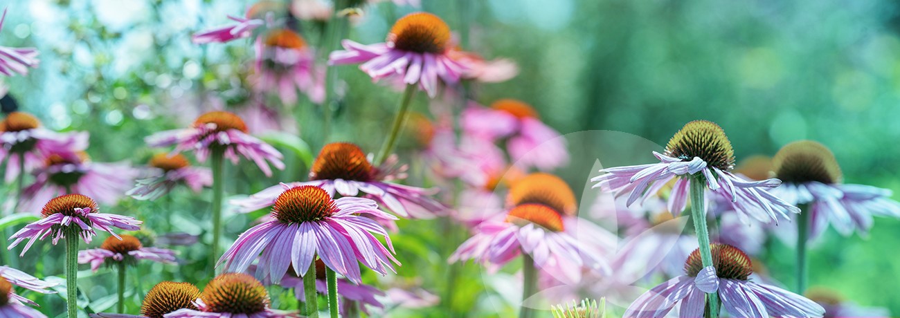 image of coneflower