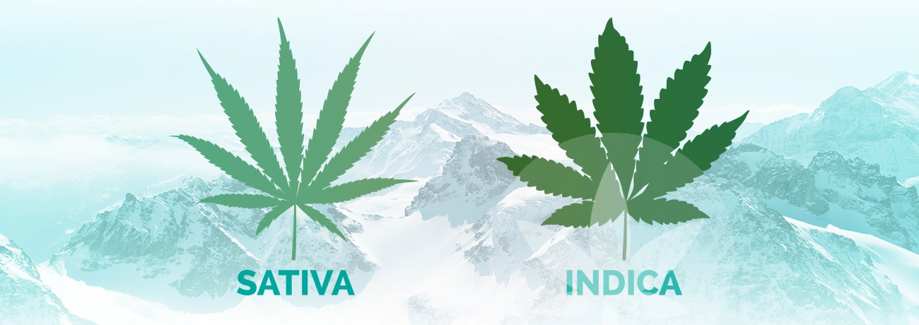 hojas de indica y sativa