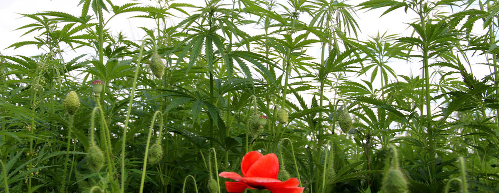 La diferencia entre CBD y CBDA