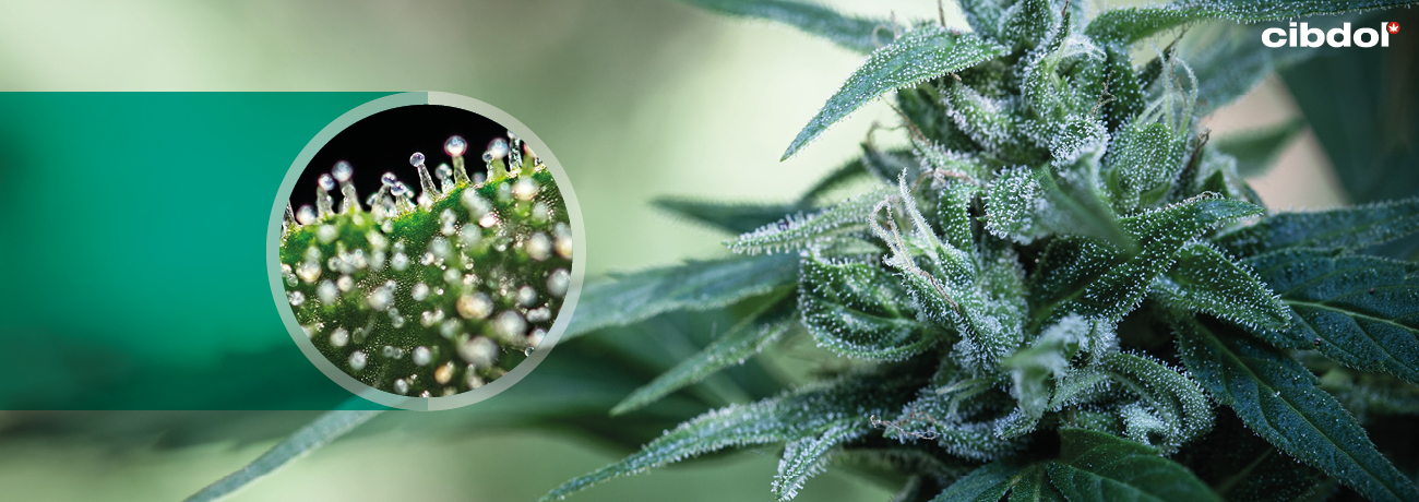 ¿Cómo se producen los cannabinoides en la planta de marihuana?