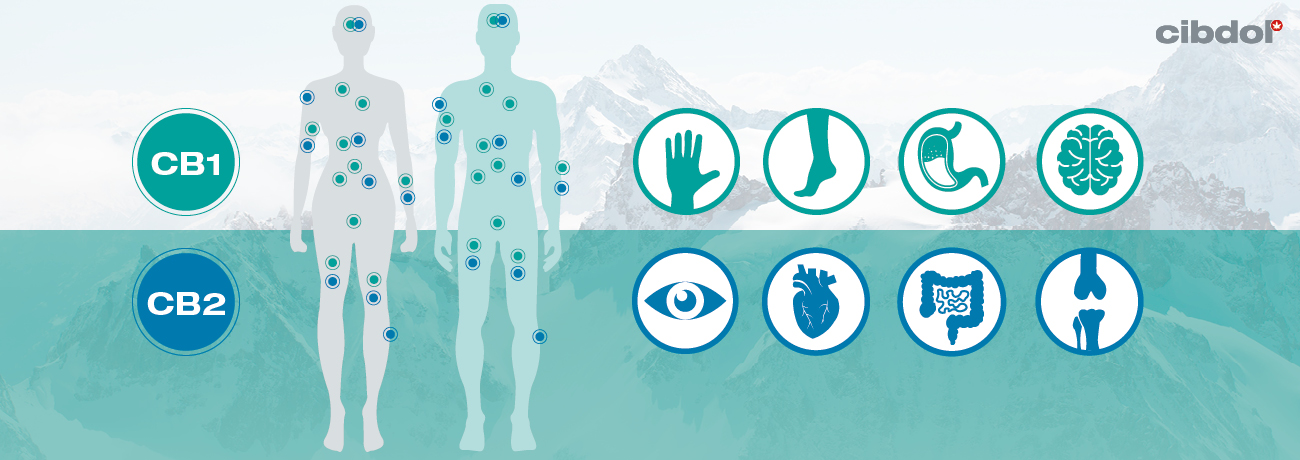 Cómo equilibrar tu sistema endocannabinoide