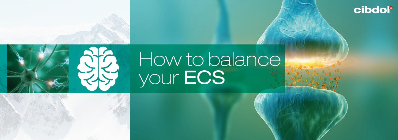 Cómo equilibrar tu sistema endocannabinoide