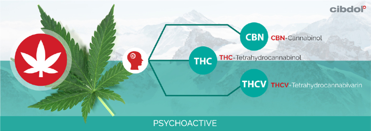 ¿Qué es el THC (tetrahidrocannabinol)?