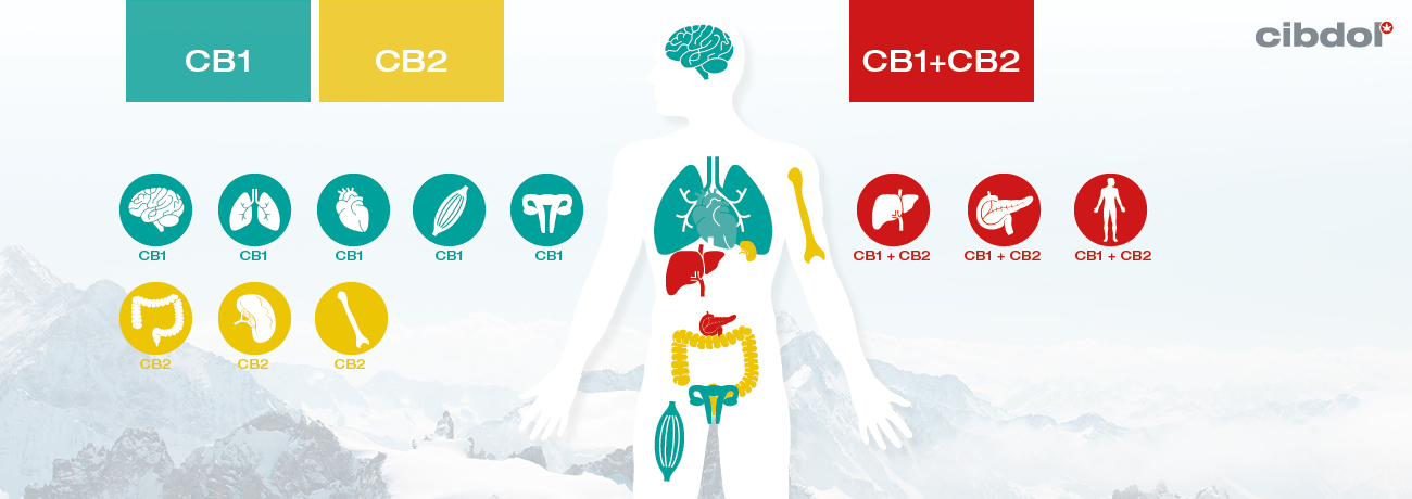 ¿Qué es la deficiencia endocannabinoide clínica (CECD)?