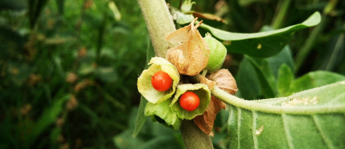 ¿Puede tomar ashwagandha con otras vitaminas?