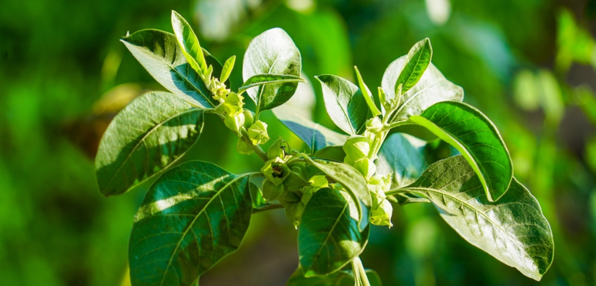 ¿durante cuánto tiempo puede tomar ashwagandha?