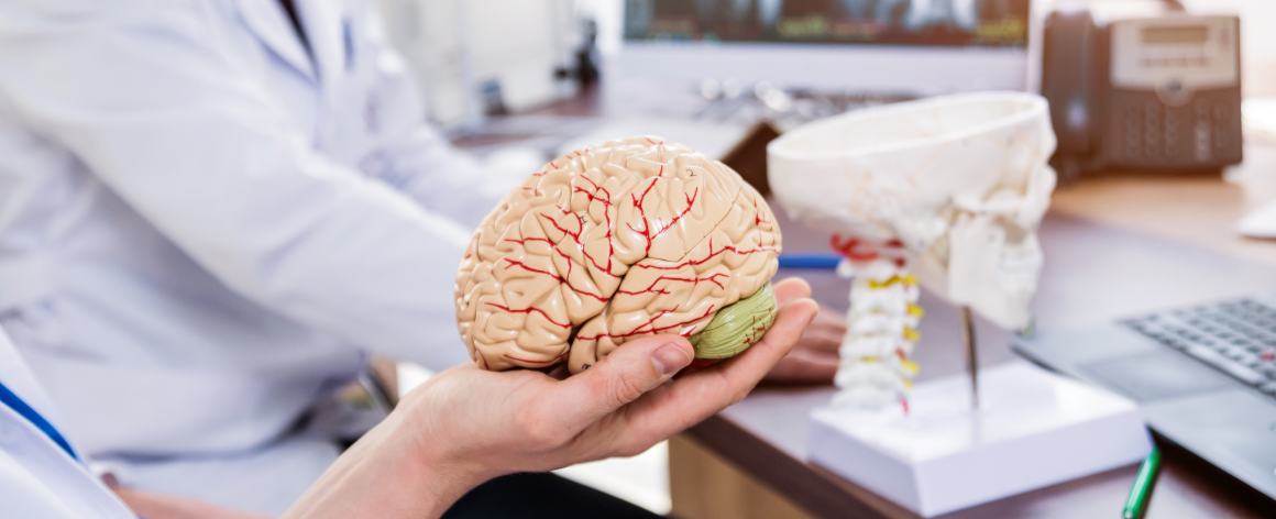 ¿En qué beneficia la CoQ10 al cerebro?