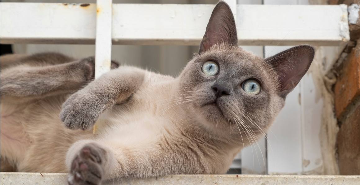 ¿Recomiendan los veterinarios el aceite de CBD para gatos?