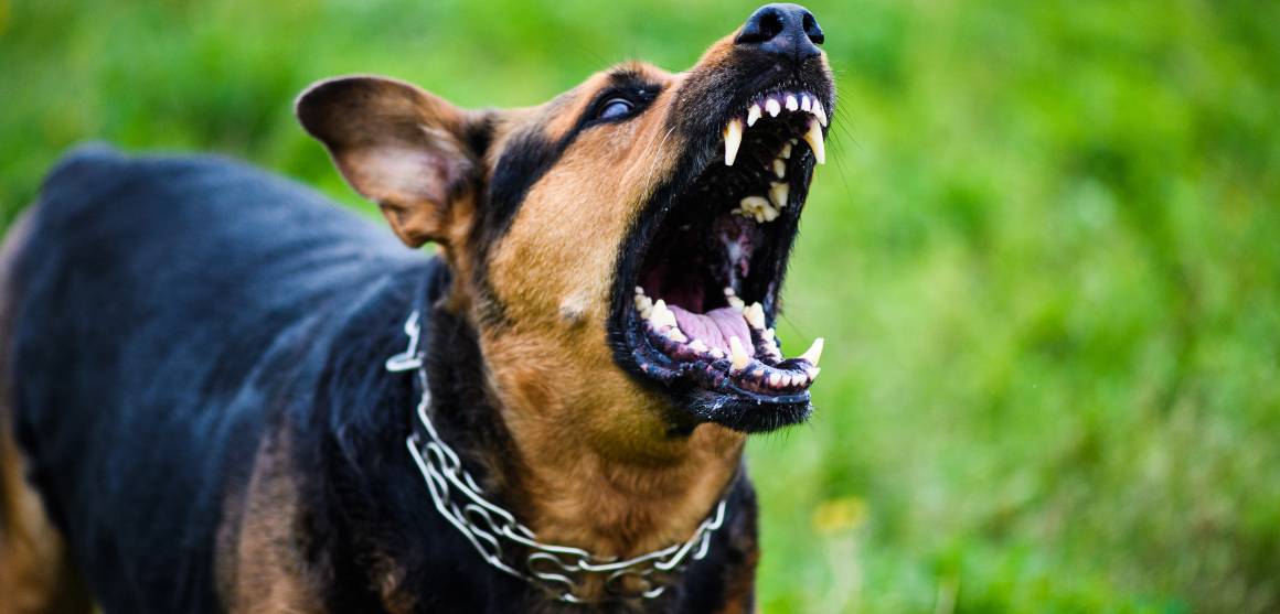 ¿El cbd para perros ayuda con la agresividad?
