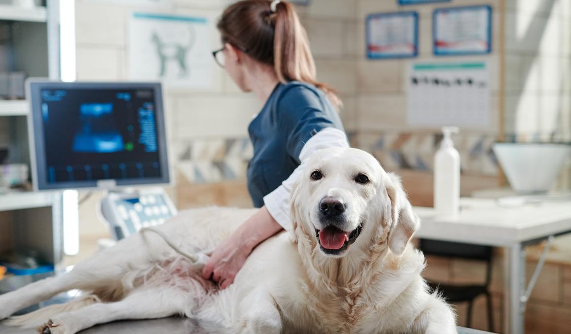 CBD para perros con osteoartritis