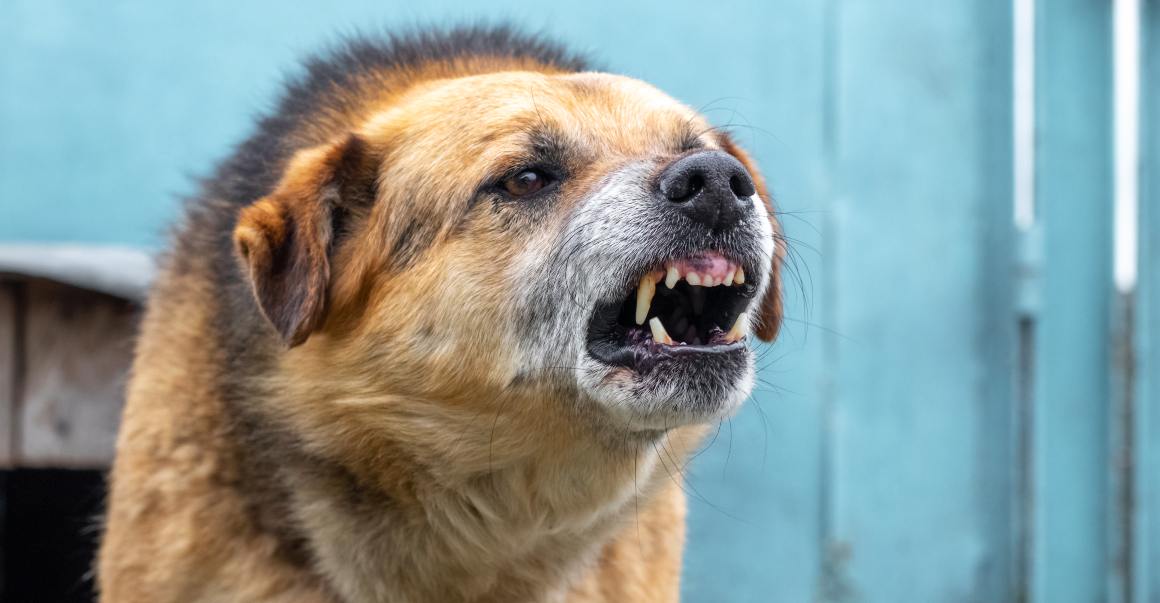 CBD para perros contra los ladridos