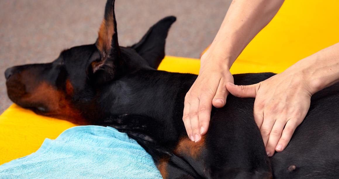 CBD para perros con problemas de cadera