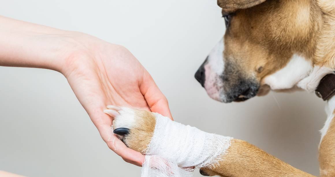 ¿Ayuda el cbd para perros con el dolor articular?