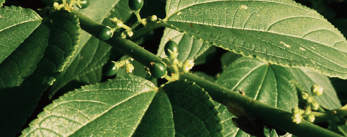 Científicos hallan un compuesto del cannabis dentro de una planta totalmente distinta