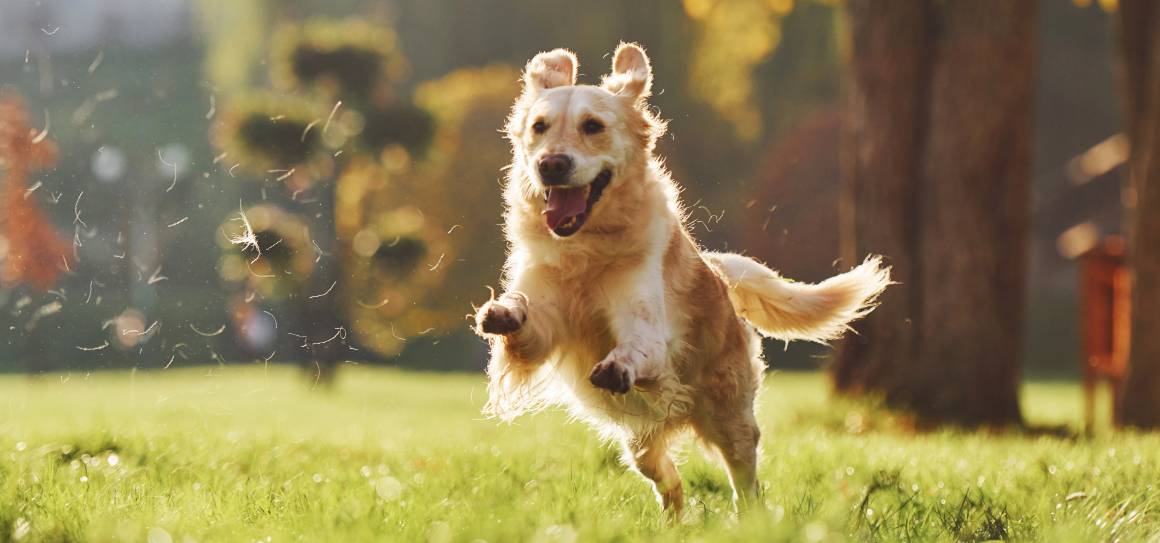 ¿Calmará el cbd a un perro hiperactivo?