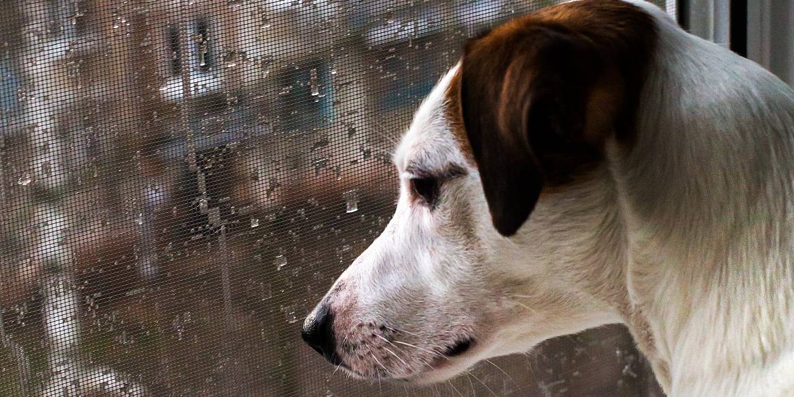 ¿Ayuda el cbd a los perros con ansiedad por separación?