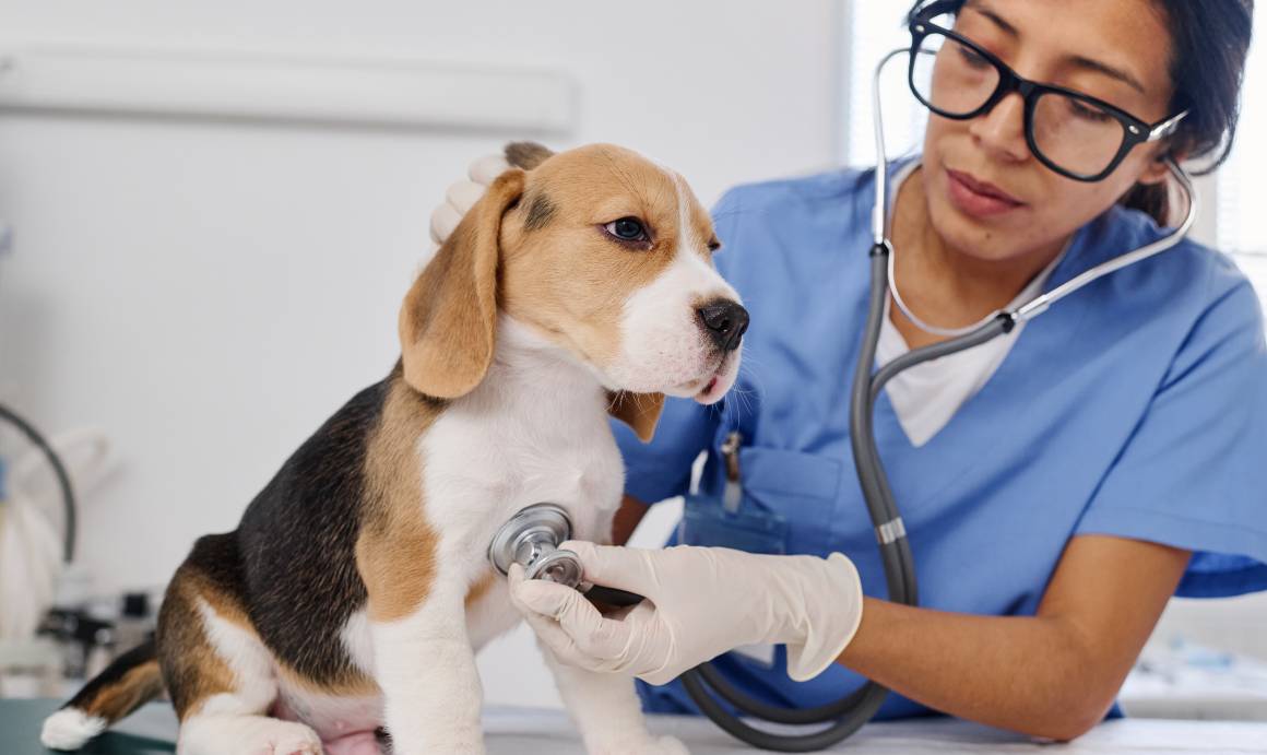 ¿Recomiendan los veterinarios el cbd para perros?