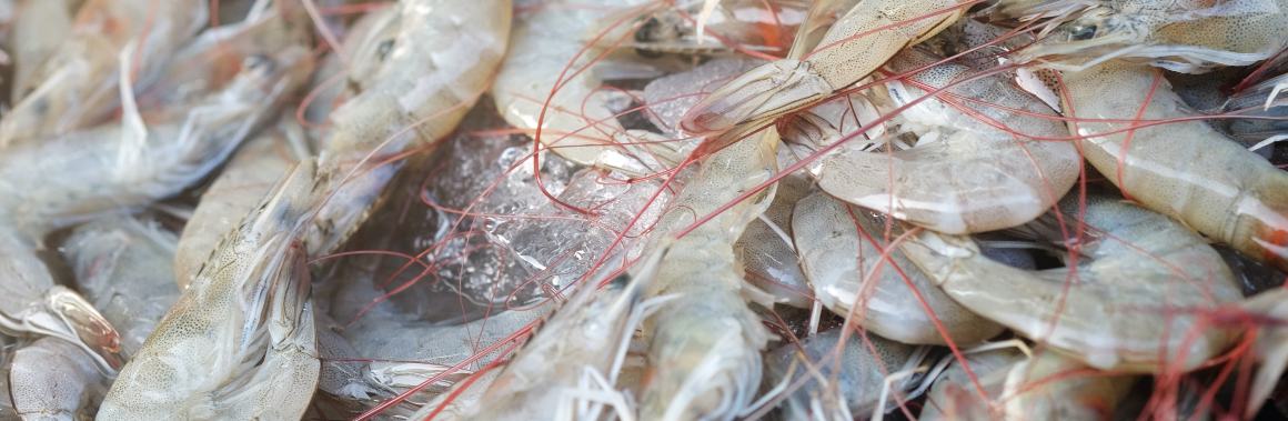 ¿Tienen las gambas altos niveles de ácidos grasos Omega-3?