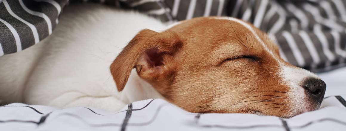 los-perros-pueden-tener-apnea-sueño