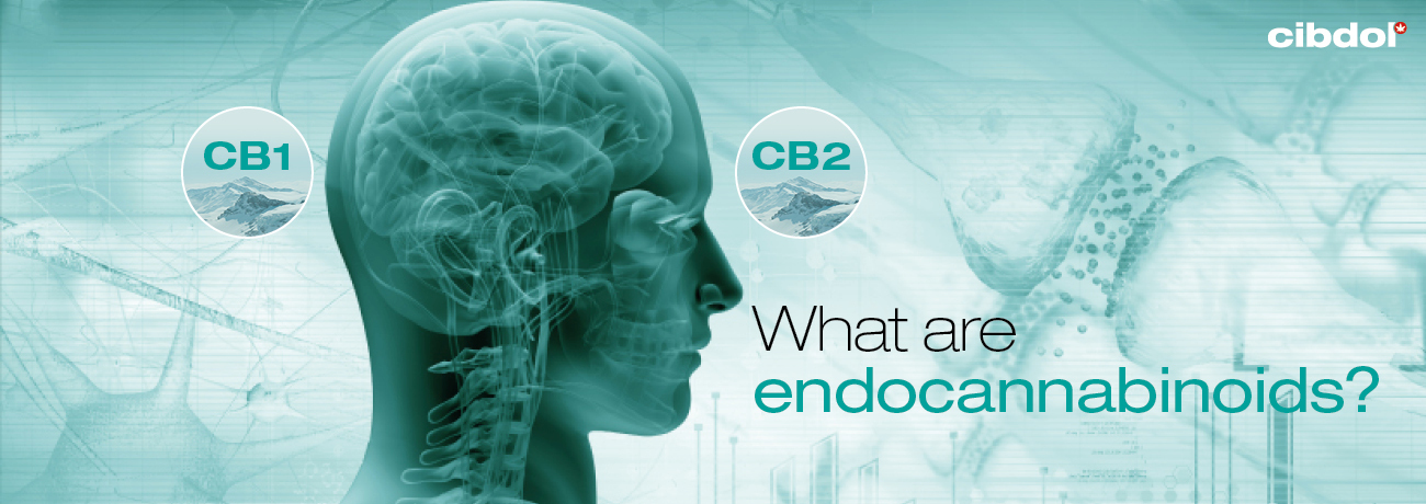 ¿Qué son los endocannabinoides?