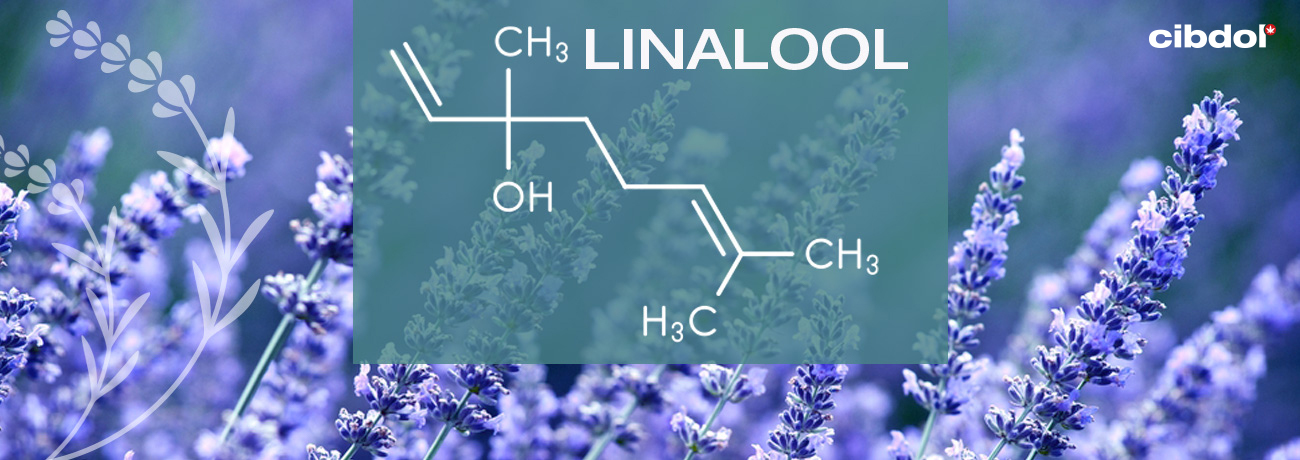 ¿Qué es el linalool?