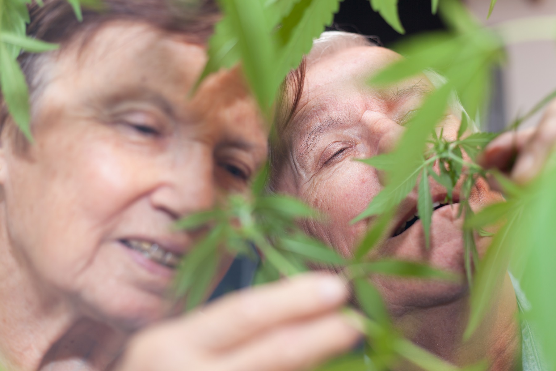 Farmacodinámica: efectos y mecanismos de los cannabinoides