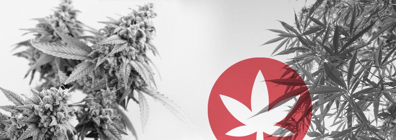 La diferencia entre el cannabis y el cáñamo