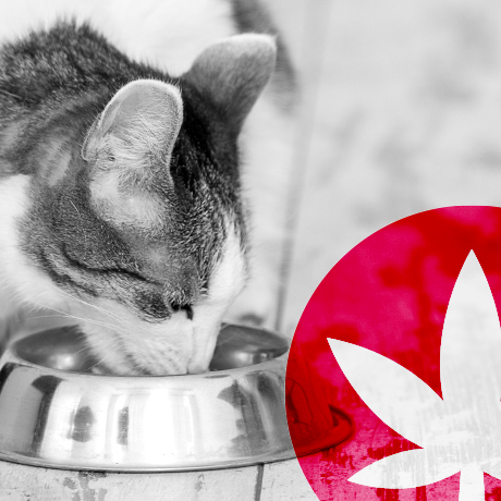 Beneficios del aceite de CBD para las mascotas	