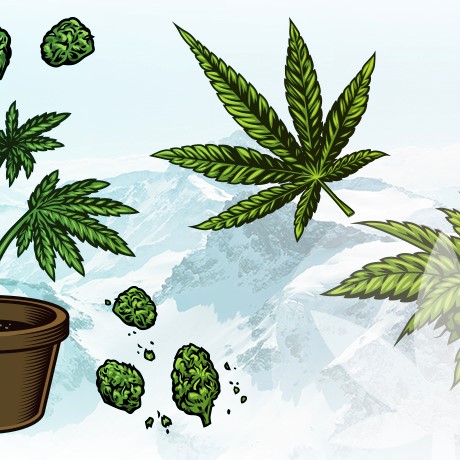 Diferencia entre extracción de planta entera y de flores