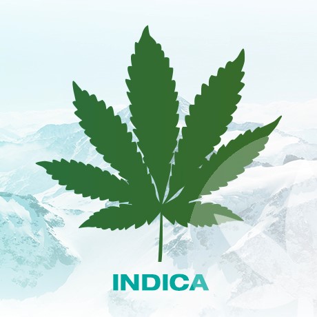 Una breve descripción de las especies de cannabis