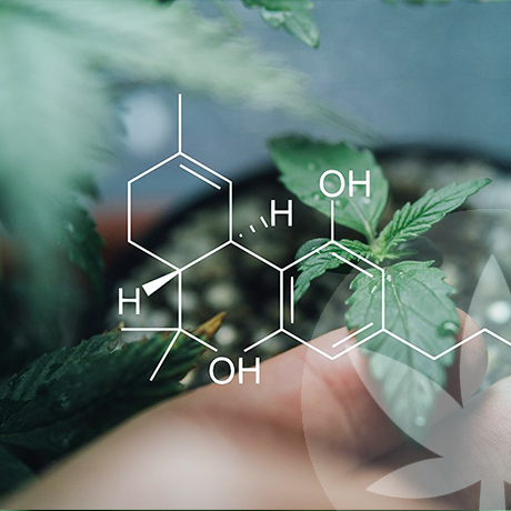 ¿Qué hace que los cannabinoides crudos sean tan especiales?