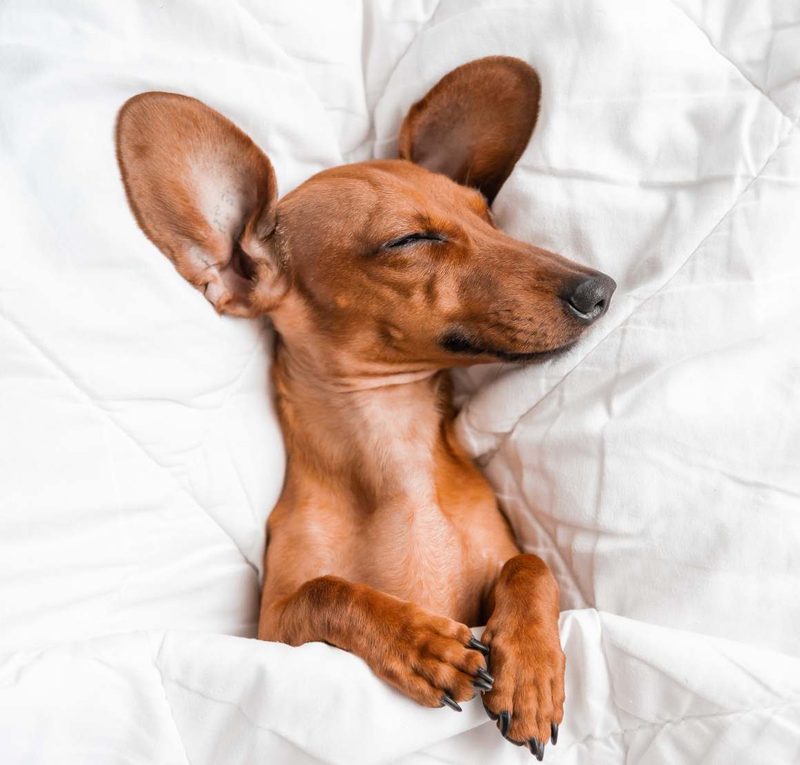 Melatonina para perros