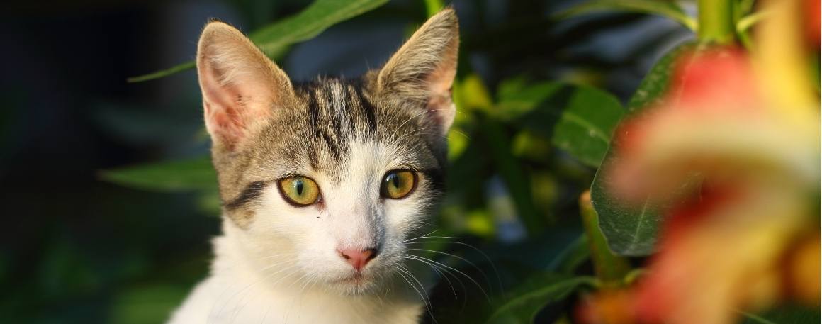 ¿El CBD hará que mi gato sea menos agresivo?