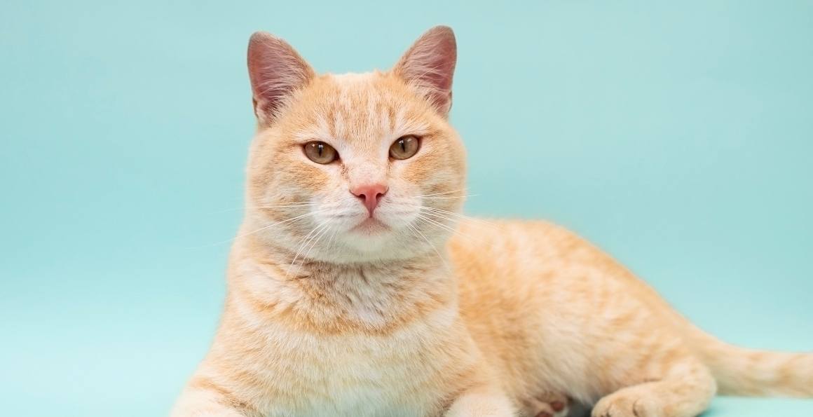 ¿Qué cantidad de CBD debo dar a mi gato?