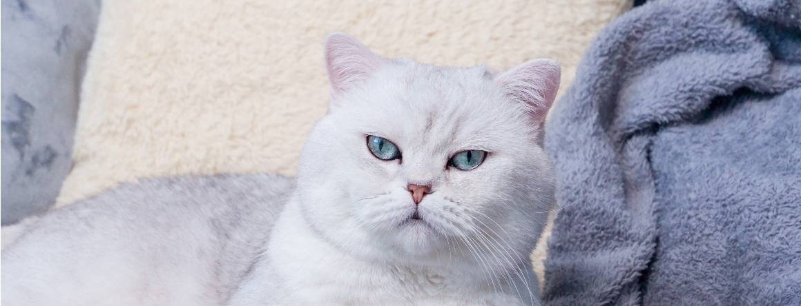 ¿Qué ocurre si un gato toma demasiado CBD?