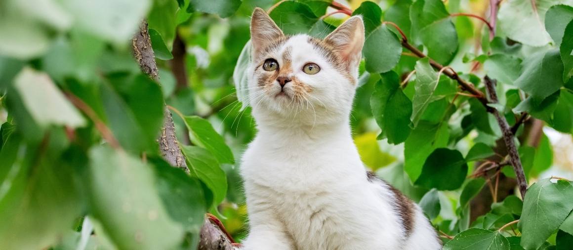 ¿Pueden los gatos absorber el CBD a través de la piel?