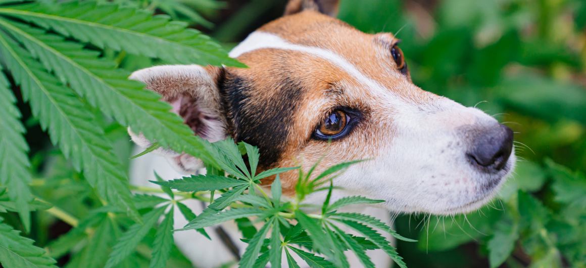 Aceite de cáñamo vs aceite de CBD para perros: ¿Cuál es la diferencia y cuál es mejor?