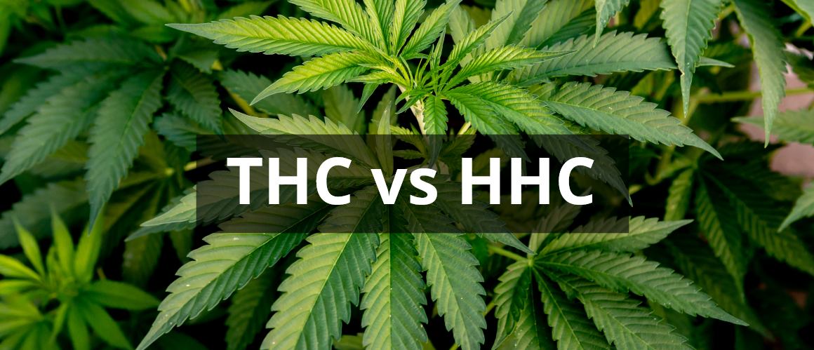 HHC vs THC: ¿Cómo se comparan estos cannabinoides?