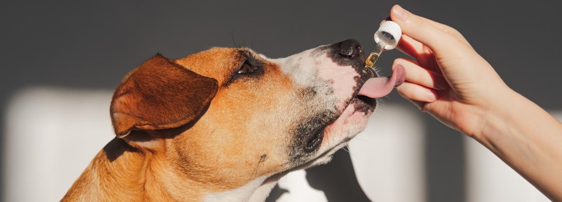 CBD Aceite y golosinas para perros y gatos