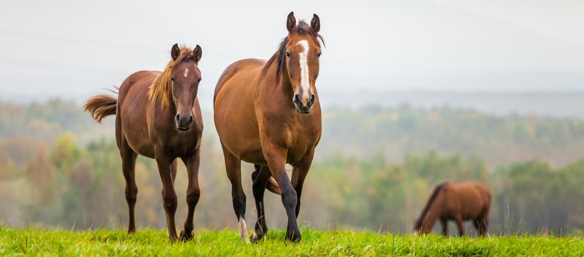 Aceite de CBD para caballos: beneficios y dosis