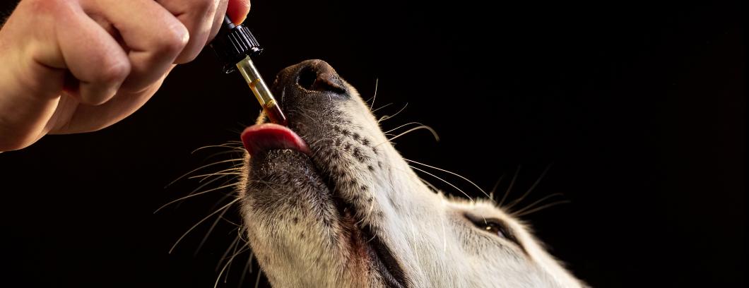 Aceite de CBD para perros